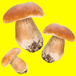 three mushrooms