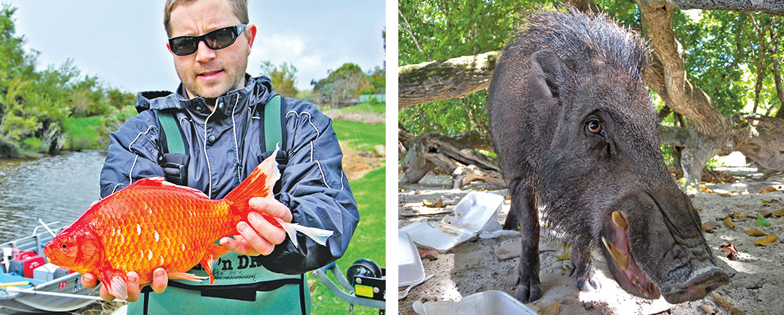 a man holding a big fish on the left and a wild hairy pig on the right