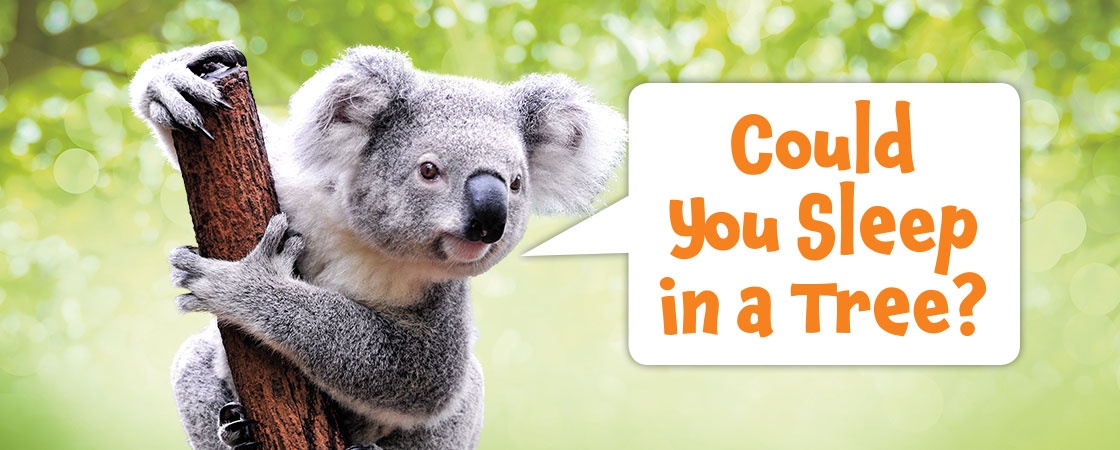 A koala next to the speech bubble with the text "Could You Sleep in a Tree?"