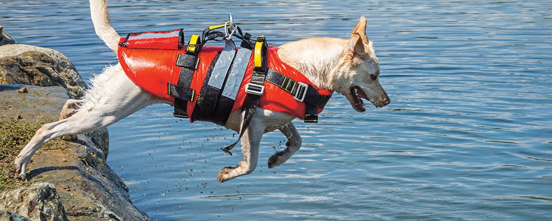 a dog wearing a jacket jumps into a lake