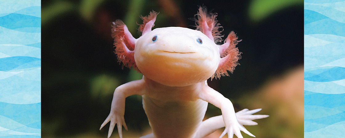 Image of an axolotl