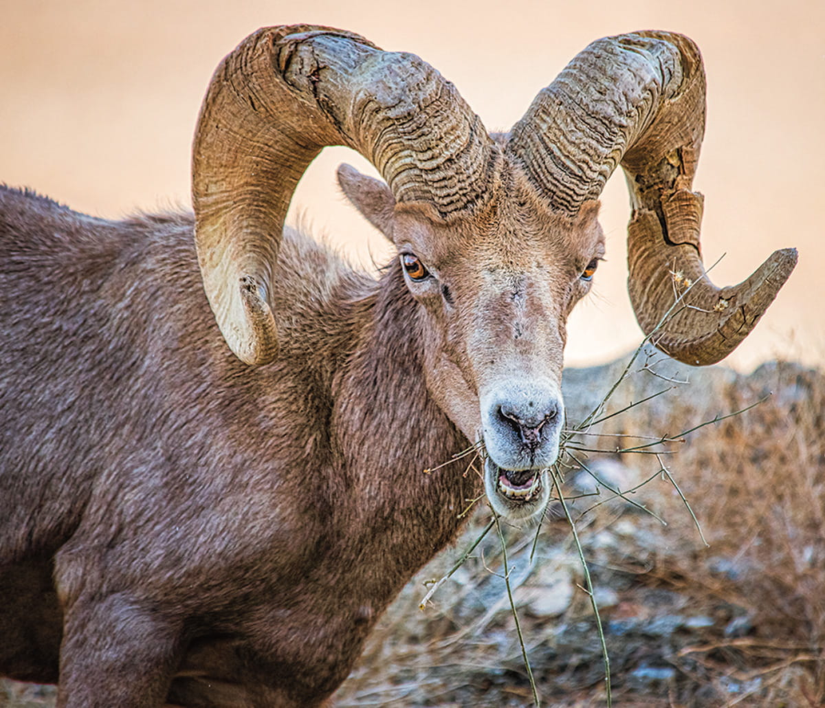 Image of a desert sheep with large horns on its head