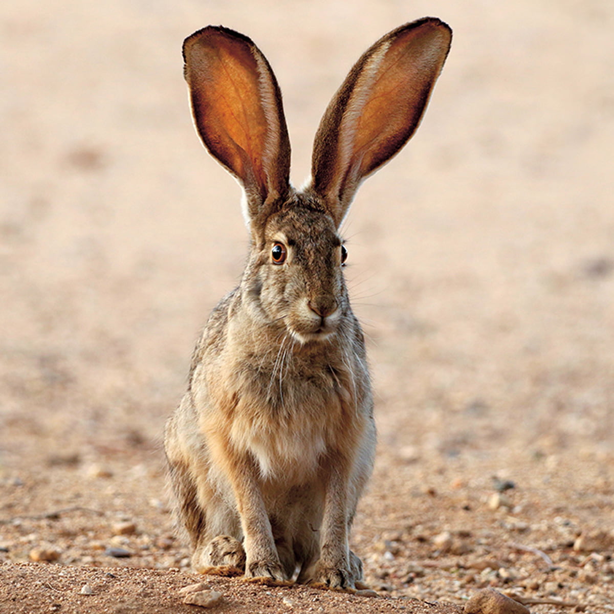 Image of a Jackrabbit