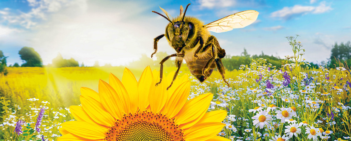 Image of a bee flying towards a sunflower