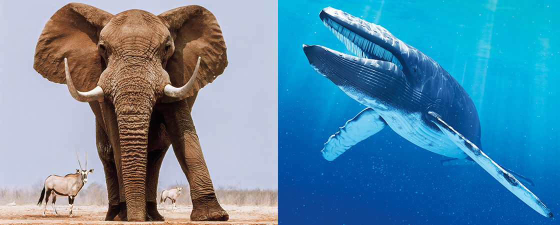 Image of elephant and whale